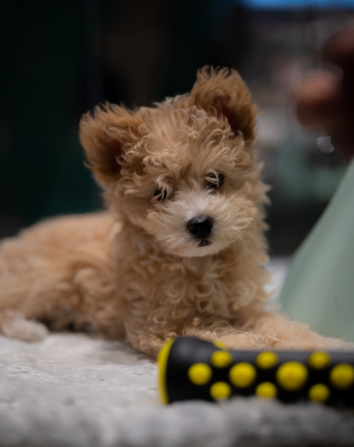 curly pomapoo dog